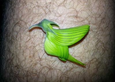 شباهت عجیب یک گل با مرغ مگس!