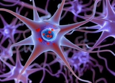 بازسازی شبکه عصبی آسیب دیده با نوعی پروتئین