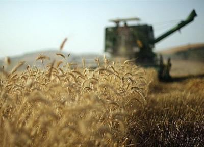 خرید گندم رکورد زد ، پیش بینی 450 هزار تن