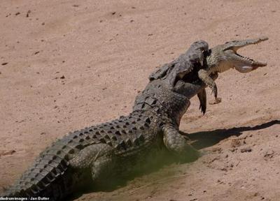 وقتی تمساح یک تمساح دیگر را می خورد (تصاویر)
