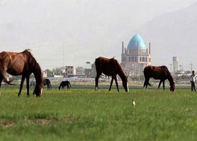 چمن تاریخی سلطانیه احیا می شود