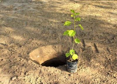 شروع پویش مردمی کاشت بذر و نهال در سمنان