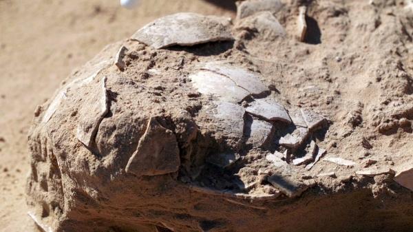 کشف تخم 4هزار ساله شترمرغ در اردوگاه باستانی
