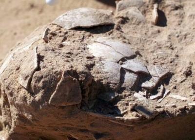 کشف تخم 4هزار ساله شترمرغ در اردوگاه باستانی